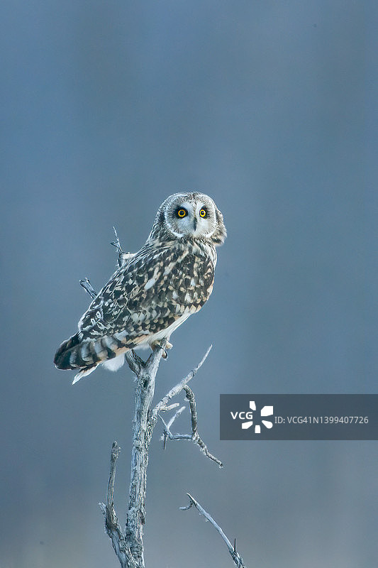 细树枝上的短耳猫头鹰图片素材