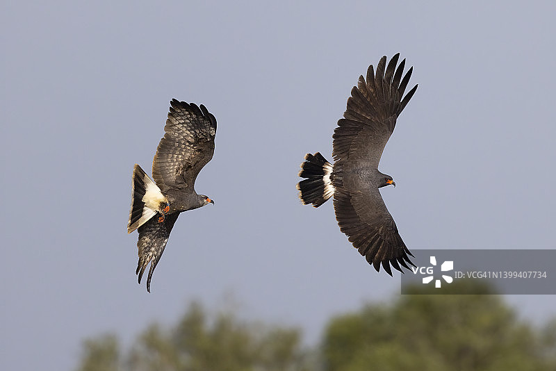 飞行中的蜗鸢图片素材