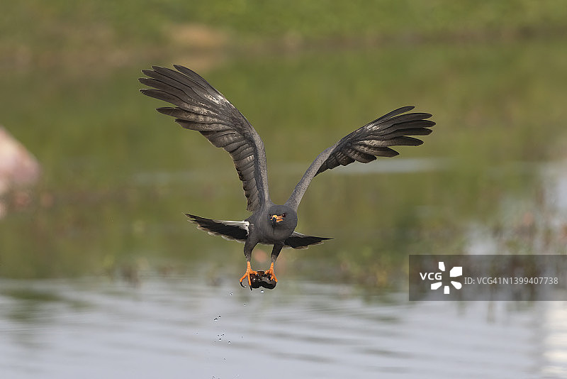 成年雄性蜗鸢捕食苹果蜗牛图片素材