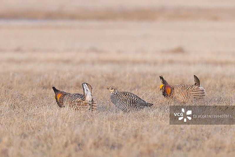 求偶炫耀的大草原松鸡（雄性和雌性）图片素材