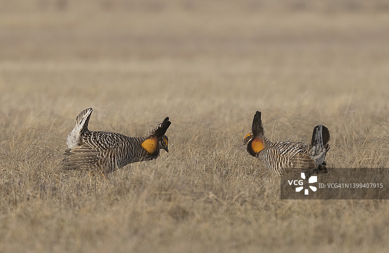 正在求偶的艾草松鸡雄鸟图片素材