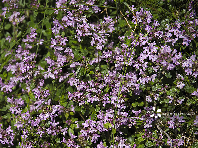 在瑞士南部蒙蒂迪龙科开花的匍匐百里香（Thymus Serpyllum）图片素材