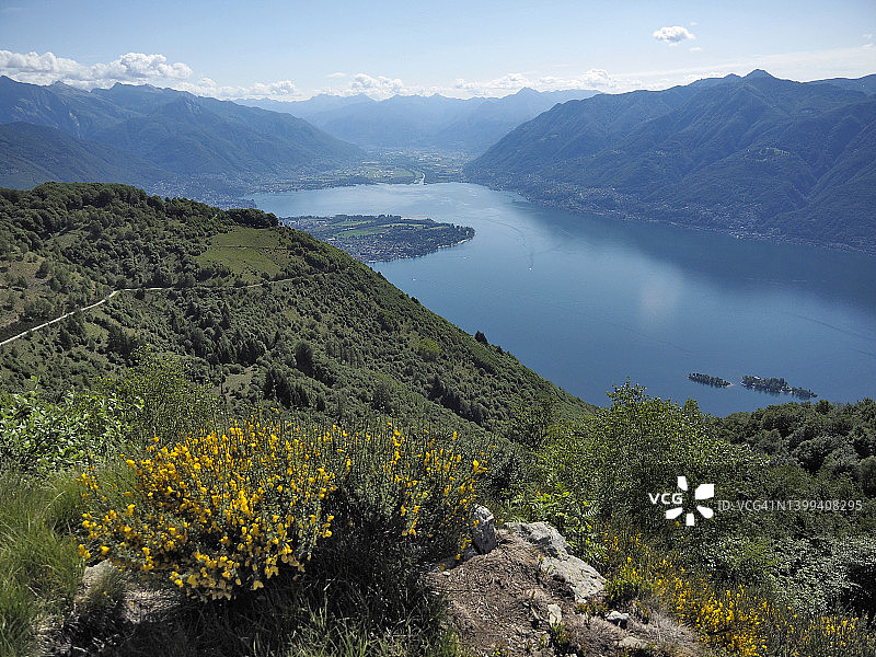 马焦雷湖背景下Monti di Ronco盛开的金雀花图片素材