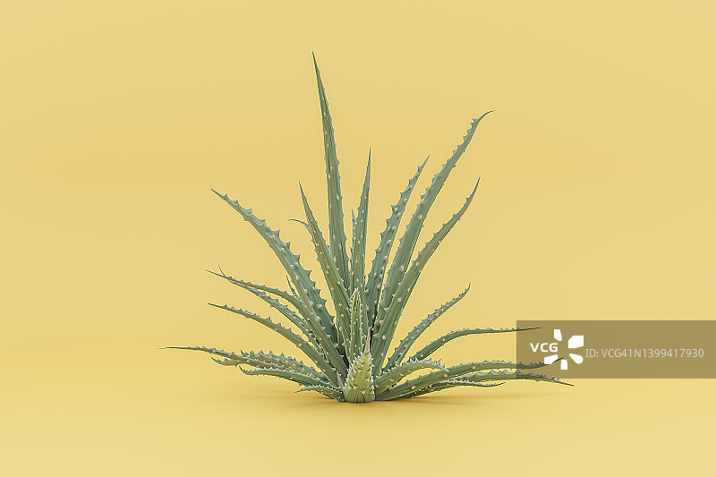 黄色背景下的3D芦荟图片素材