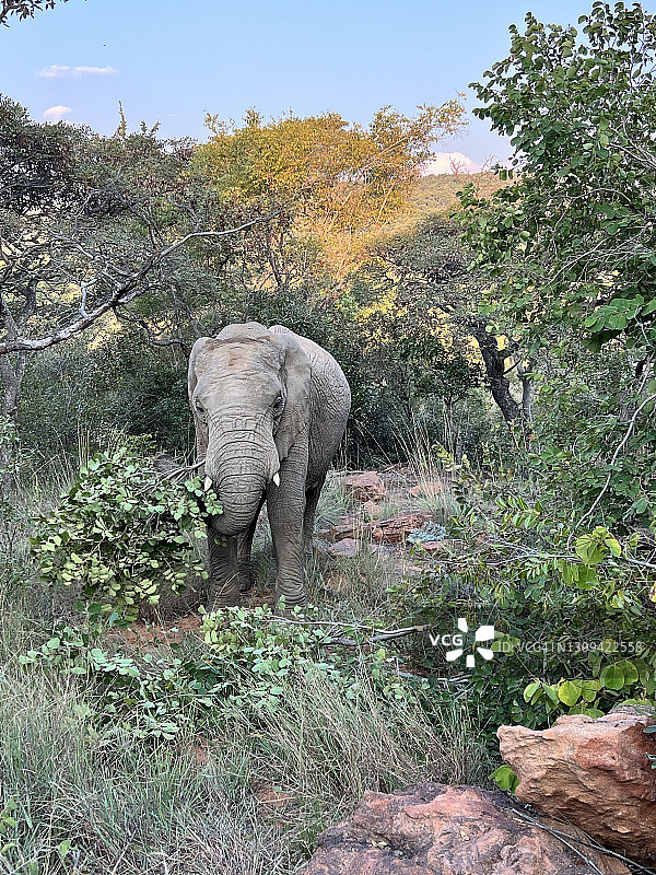 在南非的野生大象在树枝上觅食图片素材