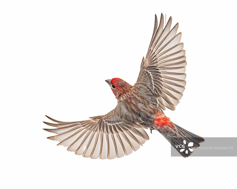 飞翔的野生朱雀图片素材