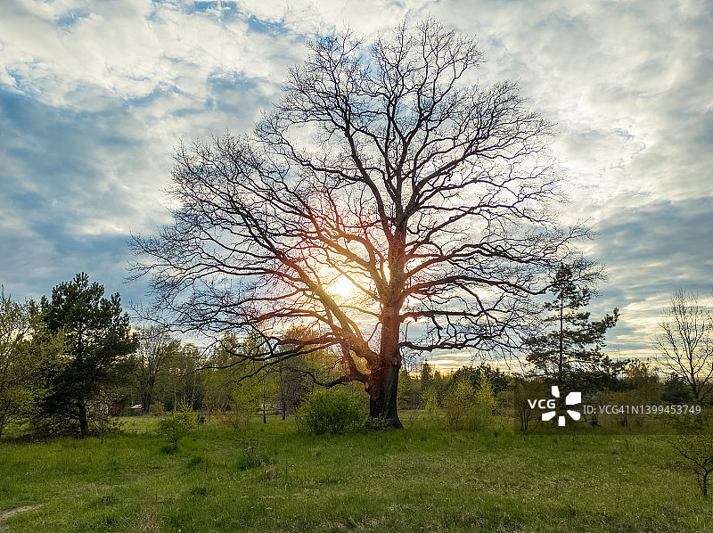 日落时的老橡树图片素材
