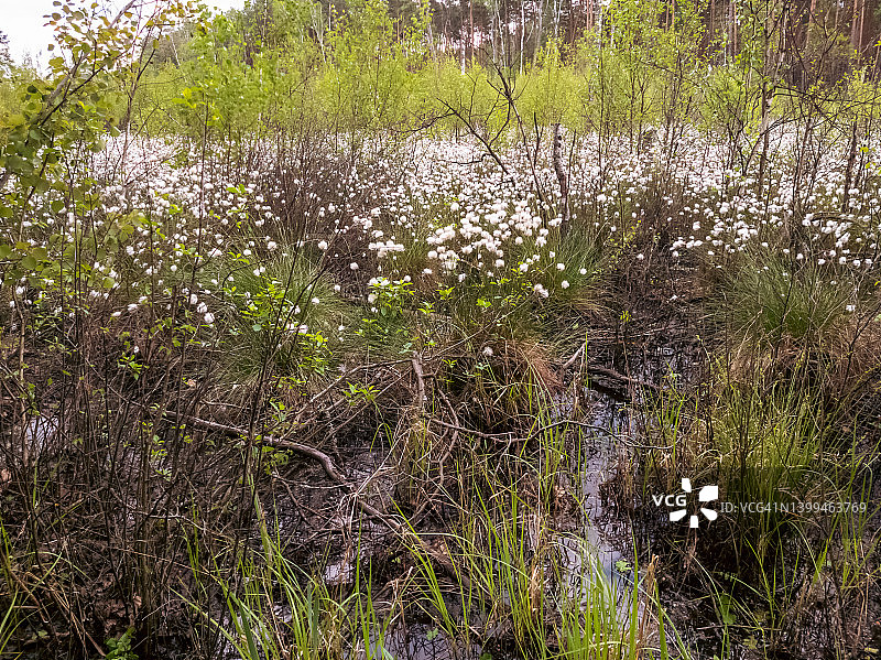 春季沼泽中盛开的棉毛图片素材