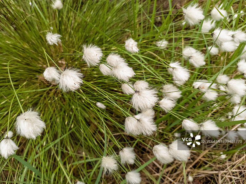 春季沼泽中盛开的棉毛图片素材