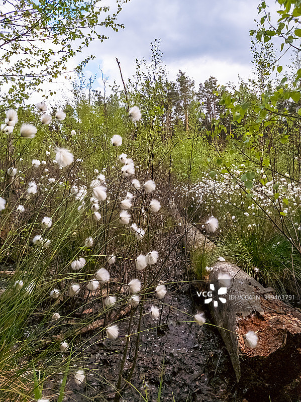 春季沼泽中盛开的棉毛图片素材