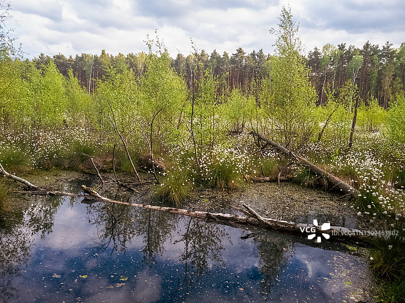 春季沼泽中盛开的棉毛图片素材
