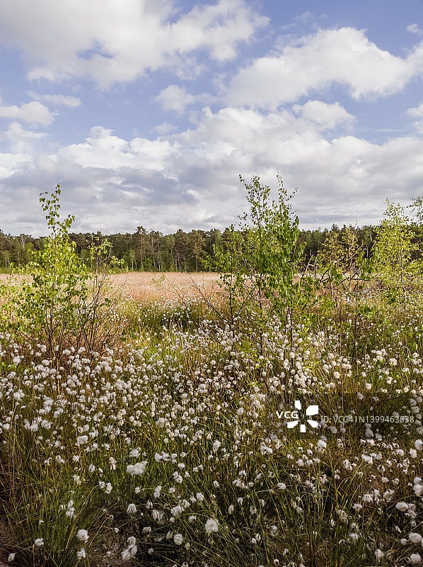 春季沼泽中盛开的棉毛图片素材
