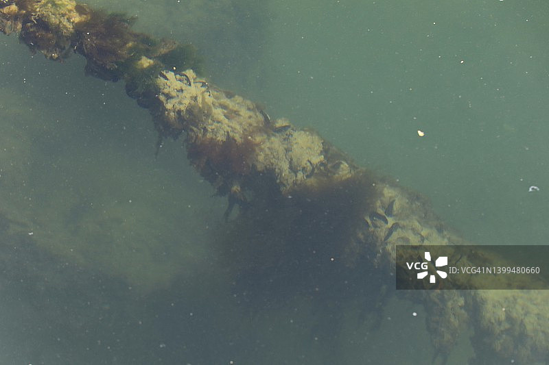 覆盖海藻的水下管道图片素材