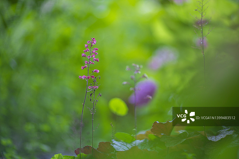 矾根花特写图片素材