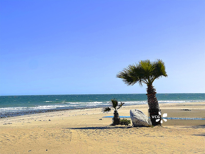 马里布太平洋海滩上的两棵矮棕榈树图片素材