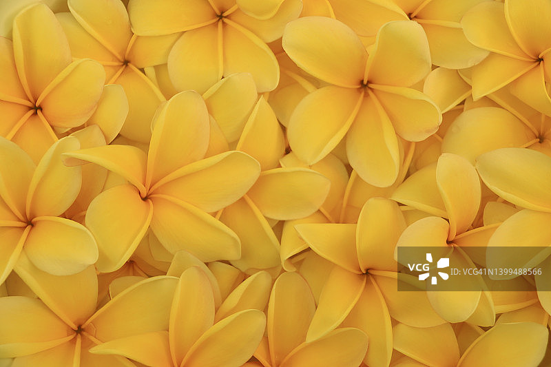 俯视角度拍摄的水中黄色鸡蛋花图片素材