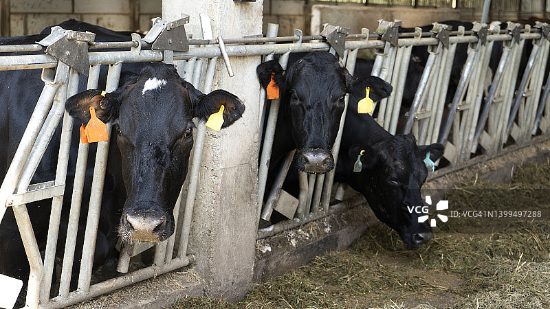 奶牛场牛棚里吃干草的牛群，农业图片素材