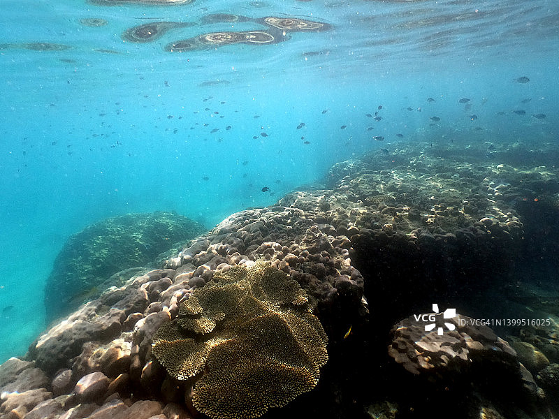 西澳大利亚埃克斯茅斯宁格鲁礁的珊瑚和鱼类图片素材
