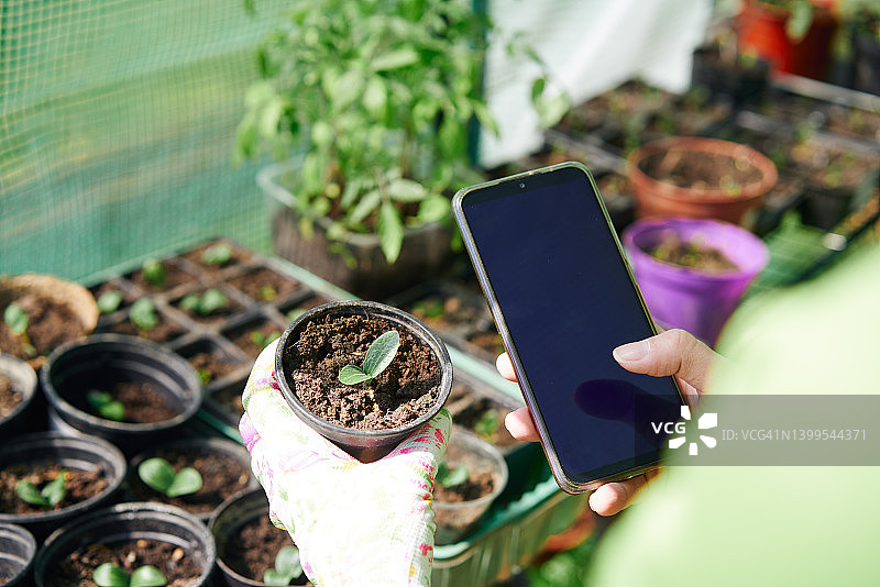园艺。匿名人士手持塑料花盆和智能手机播种图片素材