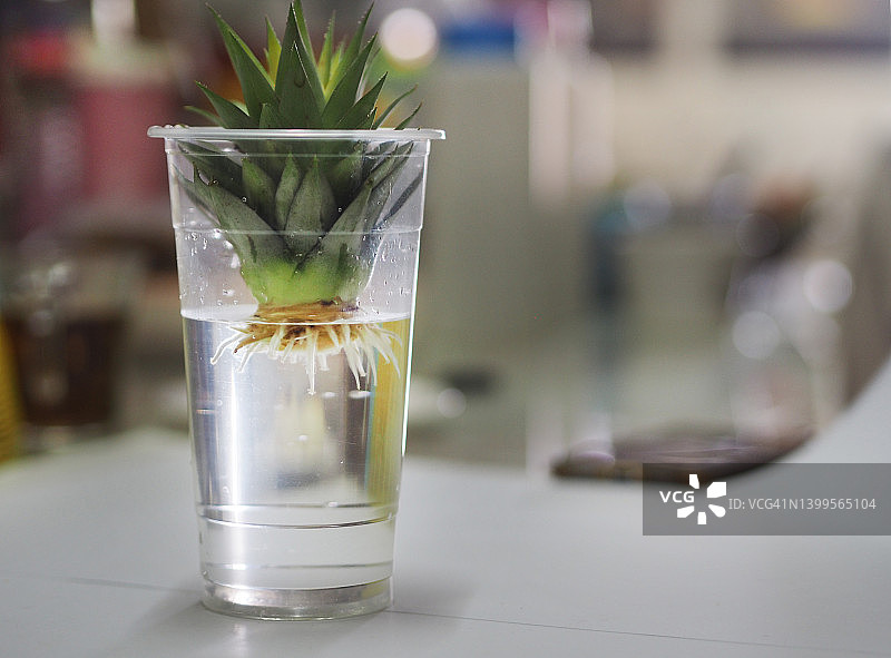 菠萝树根系在桌上水中生长图片素材