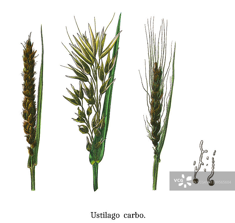 大麦黑穗病老式雕刻插图图片素材