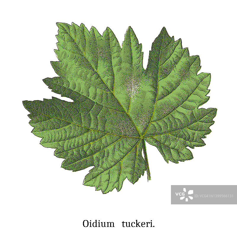 葡萄白粉病古董雕刻插图图片素材