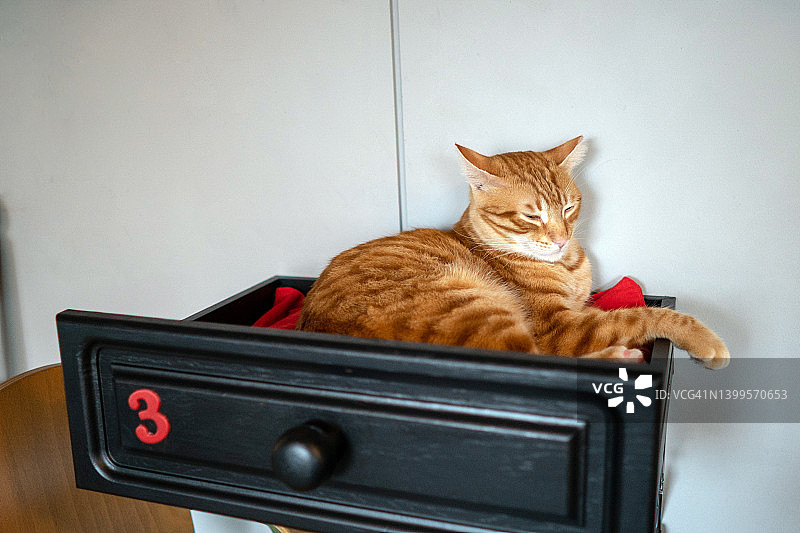 在猫咪咖啡馆沙发上休息的姜色纯种猫图片素材