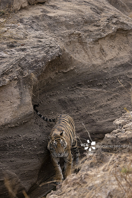 印度炎热夏季的野生老虎图片素材