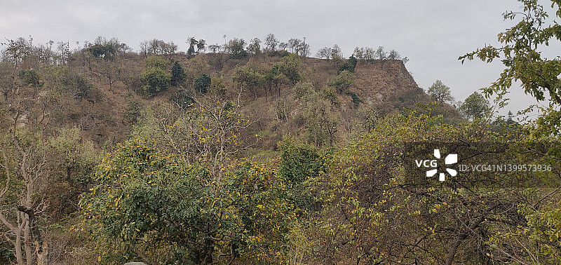 最美森林景象图片素材