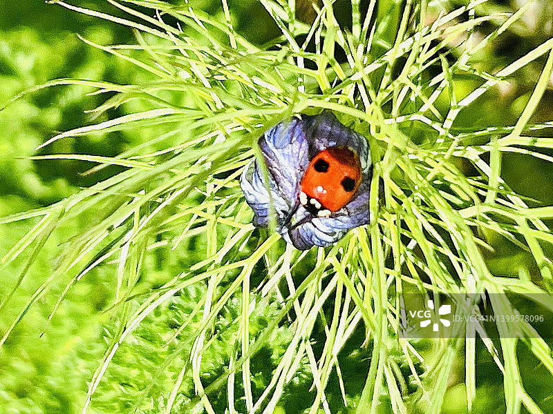 两只带斑点的瓢虫（Adalia bipunctata）在花蕾上特写。 顶视图。图片素材
