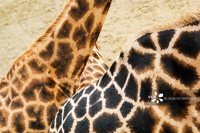 长颈鹿图片素材