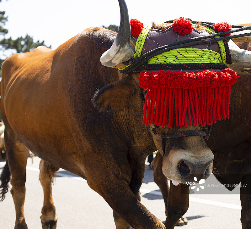 嘴里含着唾液的牛的肖像图片素材