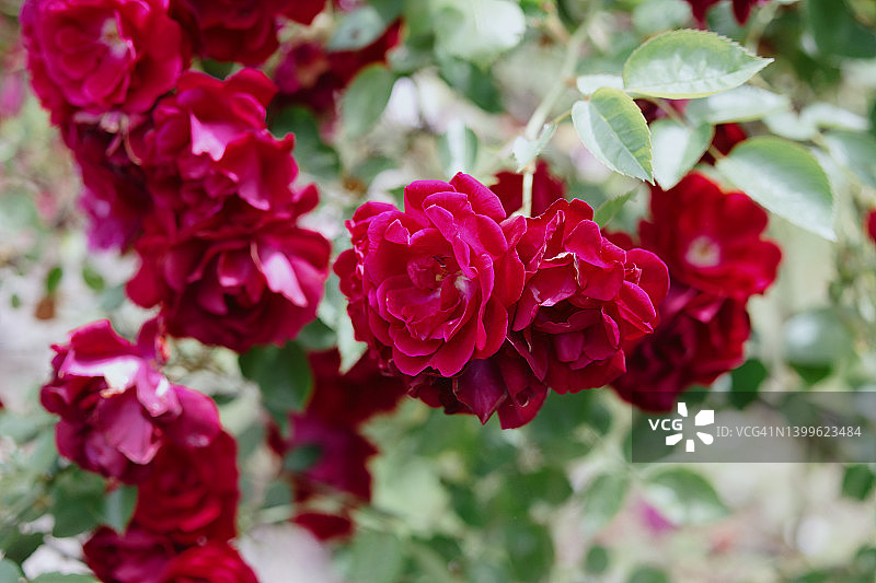 玫瑰丛上的红色花朵图片素材