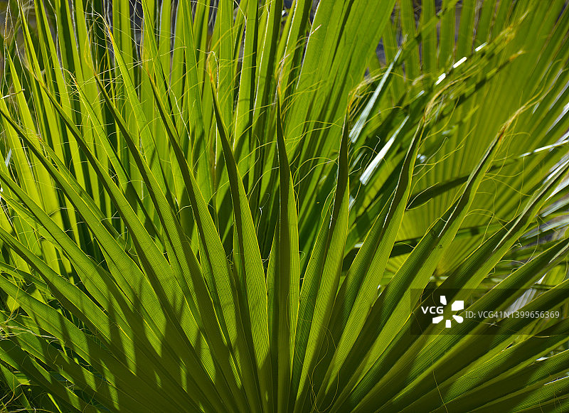 加利福尼亚棕榈叶特写图片素材