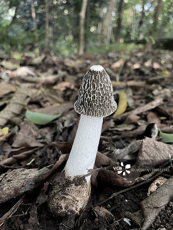 鬼笔菌图片素材