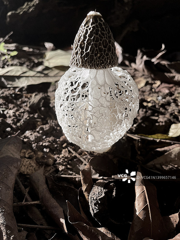 鬼笔菌图片素材