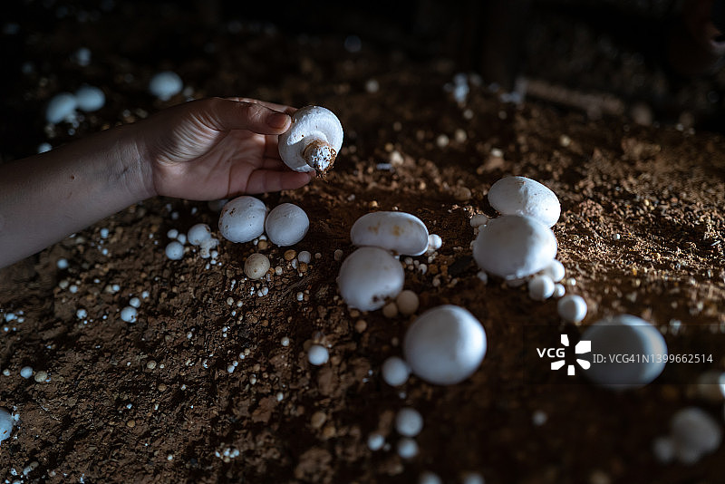 采摘蘑菇图片素材