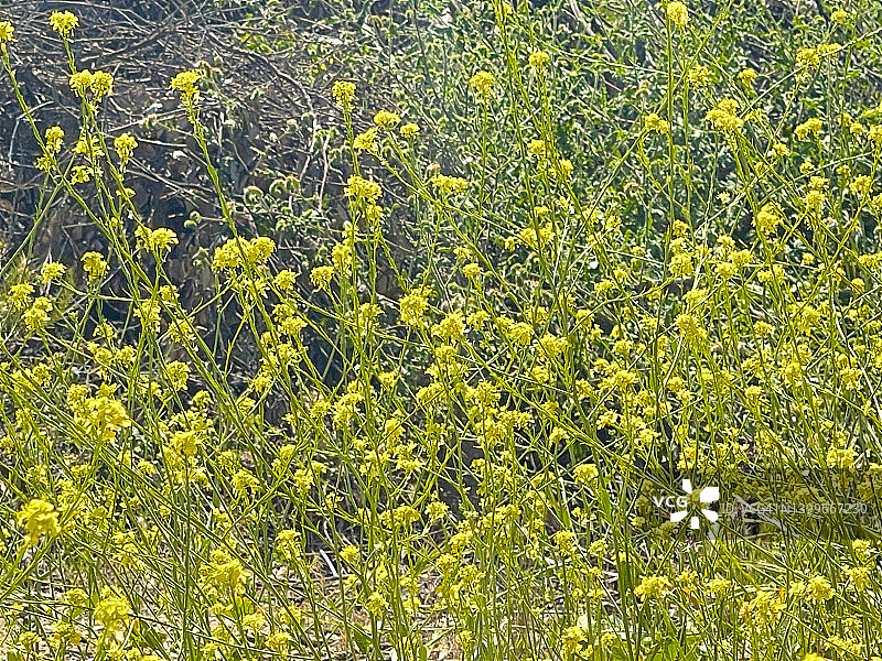 帕萨迪纳伊顿峡谷步道旁的野花图片素材