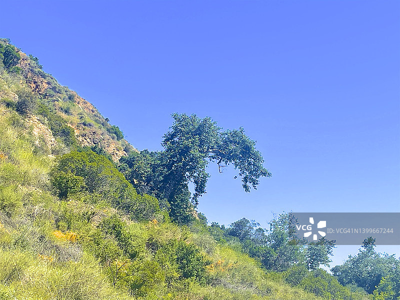 帕萨迪纳伊顿峡谷步道沿线的弯曲树木图片素材