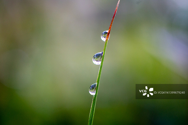 微距摄影：清晨的露珠图片素材