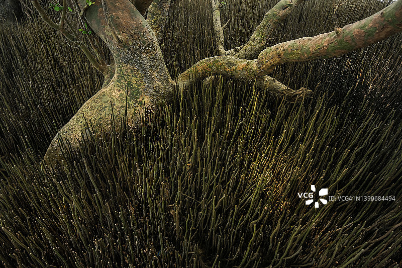 红树林中植物的适应图片素材