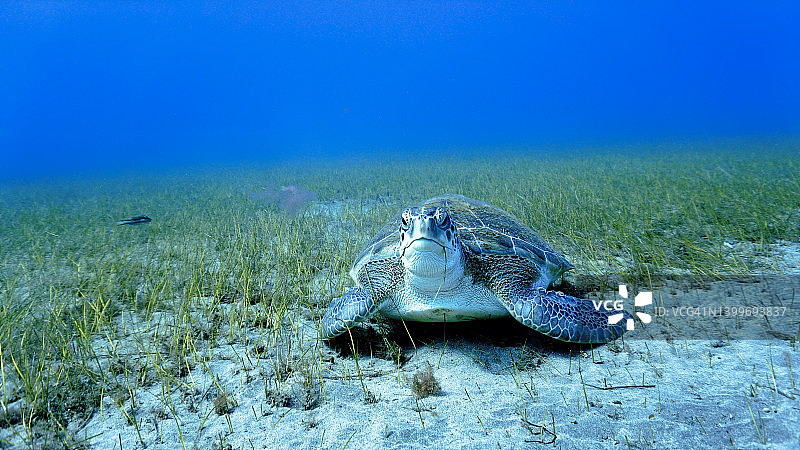 海底海龟图片素材