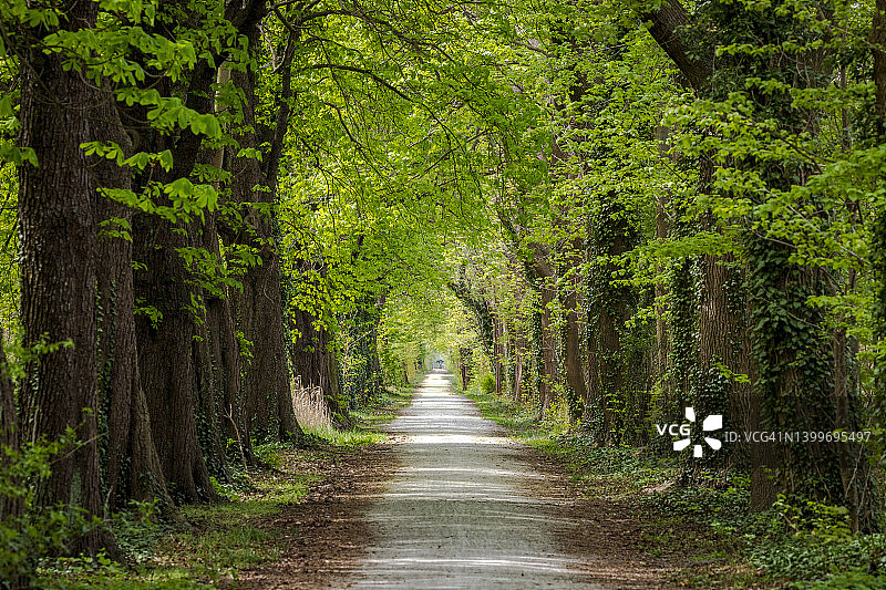 勃兰登堡绿树成荫的乡村道路，德国图片素材