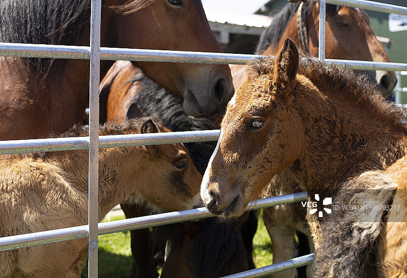 笼子里的小马驹和母马图片素材