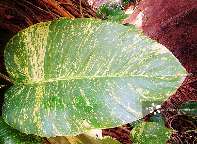 大型彩色叶子的绿萝图片素材