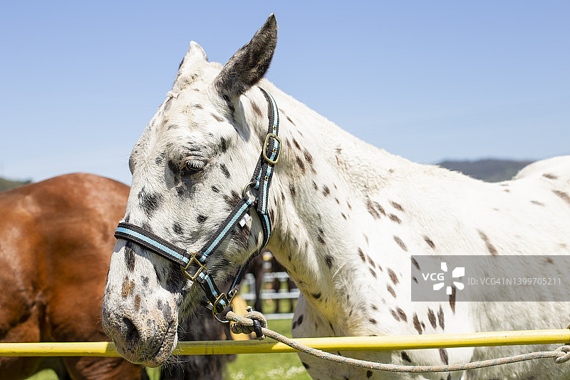 花斑马图片素材