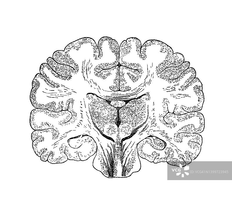 人脑古老雕刻插图图片素材