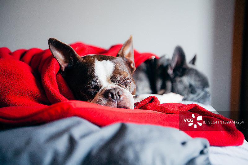 波士顿梗犬和法国斗牛犬在床上睡觉图片素材