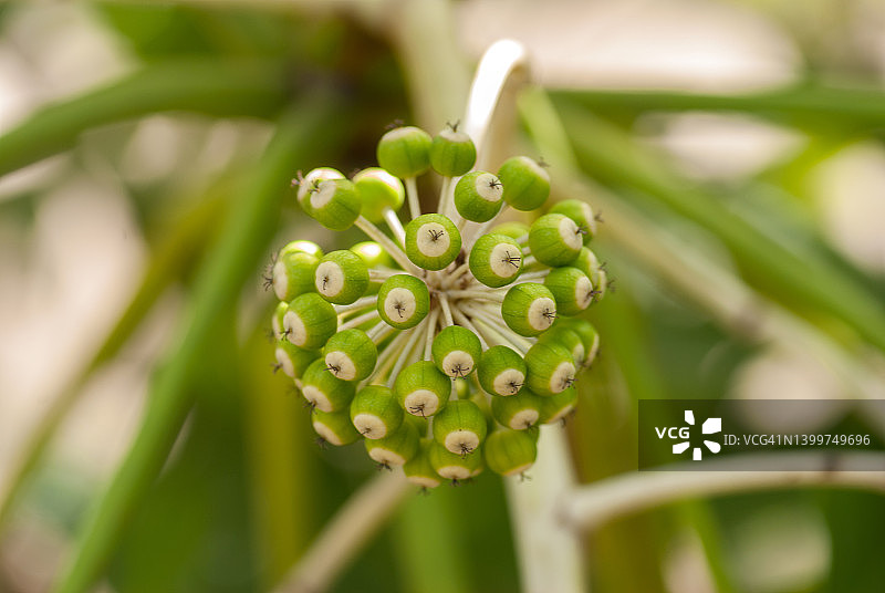 八角金盘浆果图片素材