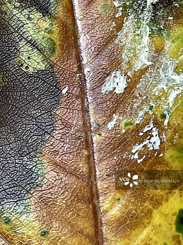 柄锈菌（柄锈菌目）在叶子上的特写图片素材